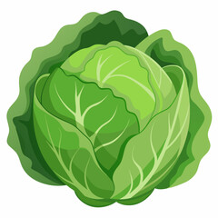 head of cabbage