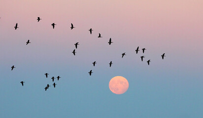Canada geese in flight in front of a rising full moon