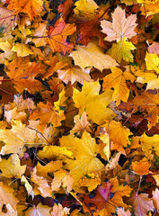 Fallen maple leaves in the autumn