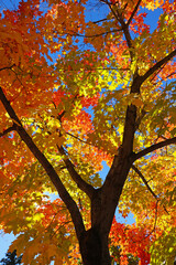 Colorful maple tree foliage in autumn