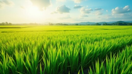 Fototapeta premium A vibrant and expansive rice field stretches across the landscape, reflecting the warm glow of the sun. The sky is bright with scattered clouds, creating a peaceful agricultural scene