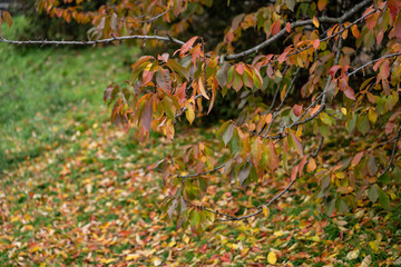 autumn landscape, multicolored, colored leaves, red, yellow, gold, green, green grass, trees, wild grapes.