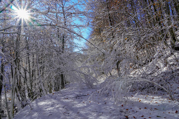 Sunrise in the forest between trees strain in winter. Sunset in the forest
