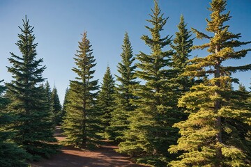Bright Clear Background with Vibrant Clusters of Conifer Trees