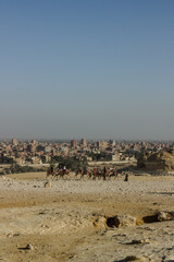 Camel Rides in the Pyramids of Giza. Cairo, Egypt.