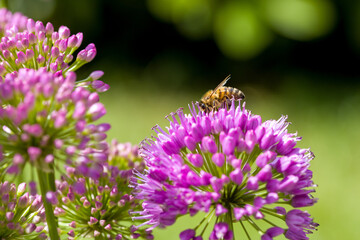 a western honeybee on a purple  blossom of a ball-head onion with blurred background