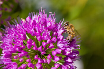 a western honeybee on a purple  blossom of a ball-head onion with blurred background