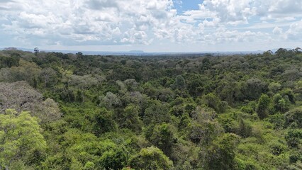 Shadows of the Past: Ancient Trees of the Conservancy