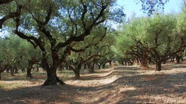 Olive trees plantation for production of olive oil in low angle gliding drone gimbal view
