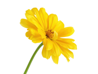 yellow flower isolated on white