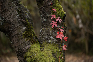 autumn landscape, multicolored, colored leaves, red, yellow, gold, green, green grass, trees, wild grapes.