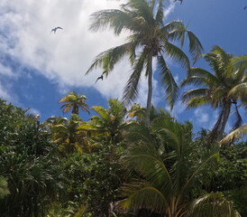 DCIM\100GOPRO\GOPR2052.JPG paradis Tahiti