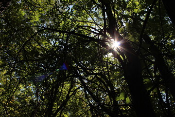 Obraz premium the sun breaks through the dense branches of the forest