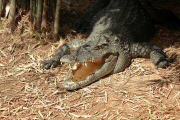 Sunlit Sentinel of the Riverbank
