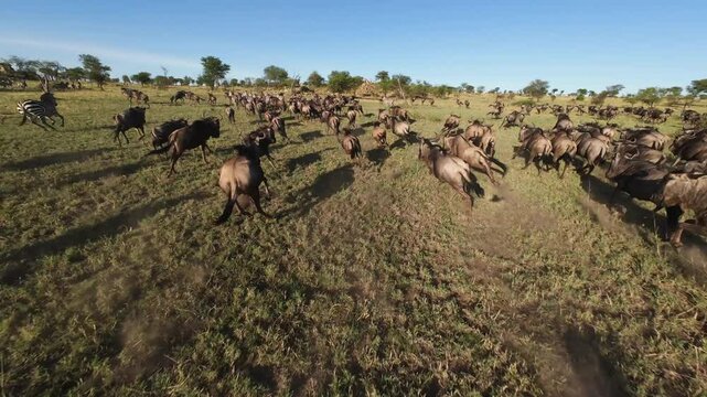 Dynamic fpv drone shot of running herd of Cape buffalo and zebras following rain season 