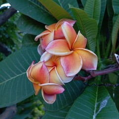 Plumeria flowers with lush green leaves. Frangipani flowers with gradient shades of orange and yellow