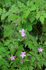 Robert's geranium (Geranium robertianum) grows in nature