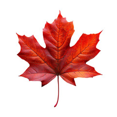 Fototapeta premium Red maple leaf isolated on white and transparent background