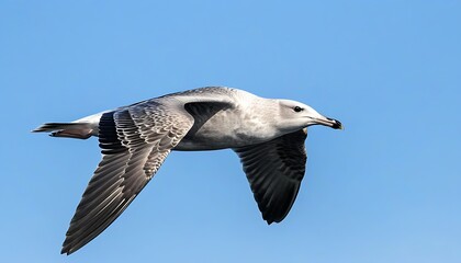 Obraz premium Soaring Great Black-Backed Gull against a blue sky