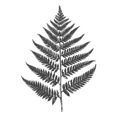 Naklejka premium Black And White Illustration Of A Single Fern Branch