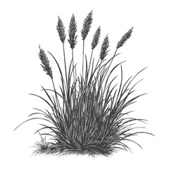 Black And White Illustration Of Tall Grass With Seed Heads