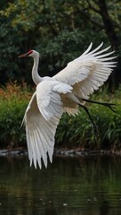 Fototapeta premium Graceful white crane spreading its wings.