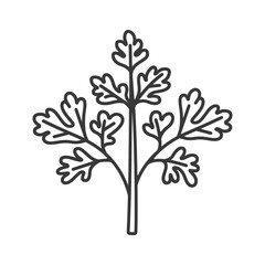 Line Drawing Of A Single Cilantro Sprig