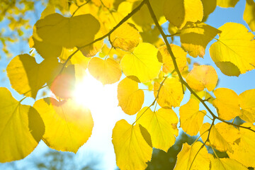 Golden Autumn Leaves with Sunlight 