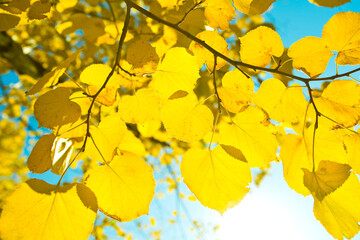 Golden Autumn Leaves in Sunlight 