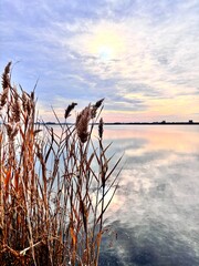 Obraz premium reeds in the wind near the lake