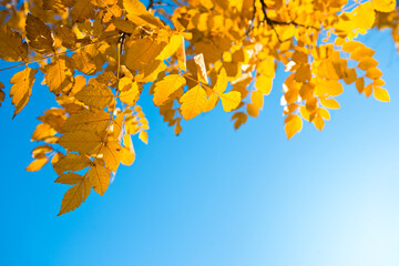 Golden Autumn Leaves against Blue Sky