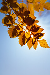 Autumn Leaves Against Clear Sky