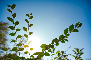 Sunny Day with Green Leaves 