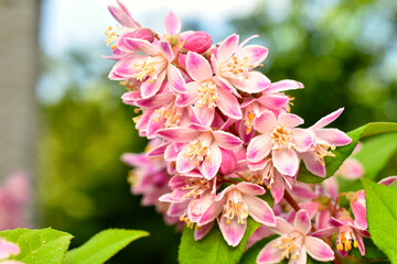 A branch of a flowering deutzia bush against a natural background.