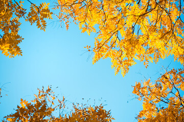 Golden Autumn Leaves Against Blue Sky
