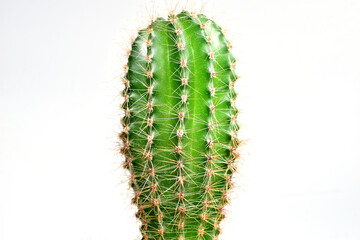Indoor plant cactus with thorns on a white background.