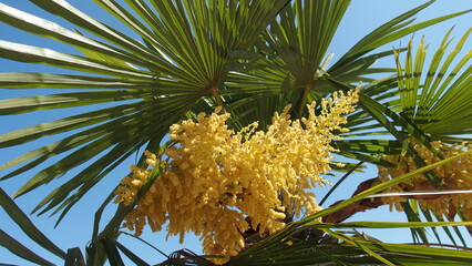 Schöne gelbe Palmenblüten