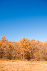 Autumn Landscape with Clear Blue Sky
