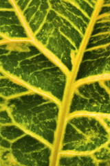 Vivid Green and Yellow Leaf Close-up 