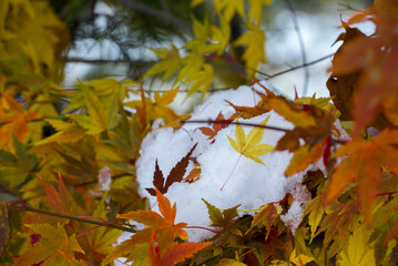 눈 밭에 단풍잎