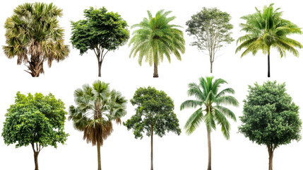 Fototapeta premium Variety of tropical tree species