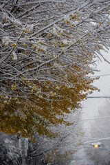 눈이 쏟아지는 날 도심의 가로수