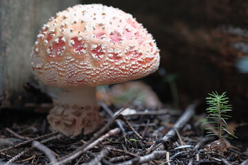 White-red fly agaric grows in the forest.