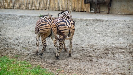Close up, Burchell's Zebra (Equus quagga burchellii) playing around.