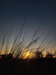 sunset in the field