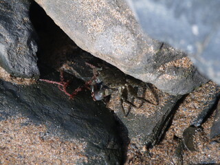 crab on the rock