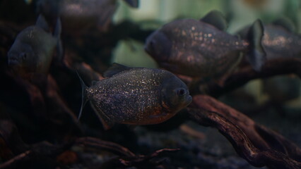 4K video recording Pomfret fish, (Parastromateus niger) with dark body color, swimming at the bottom of an aquarium tank on a dark background.