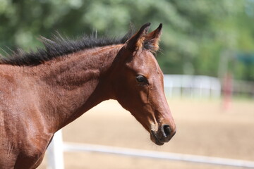 Few days old foal showing his skills on rural animal farm summertime. Very young horse live on...