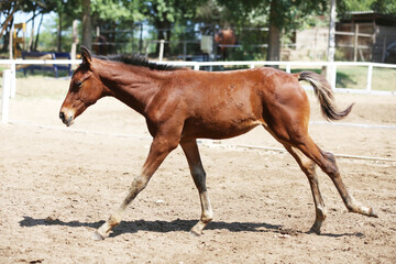 Fototapeta premium Few days old foal showing his skills on rural animal farm summertime. Very young horse live on beautiful environment