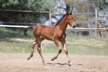 Few days old foal showing his skills on rural animal farm summertime. Very young horse live on...